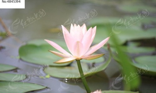 孕期六个月应该补什么营养、六个月孕妇补血吃什么好 -六个月孕妇补血吃什么网